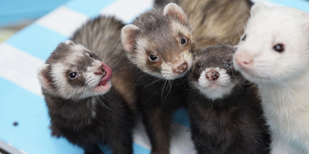 Ferret Animal Pets Lara Mirnik