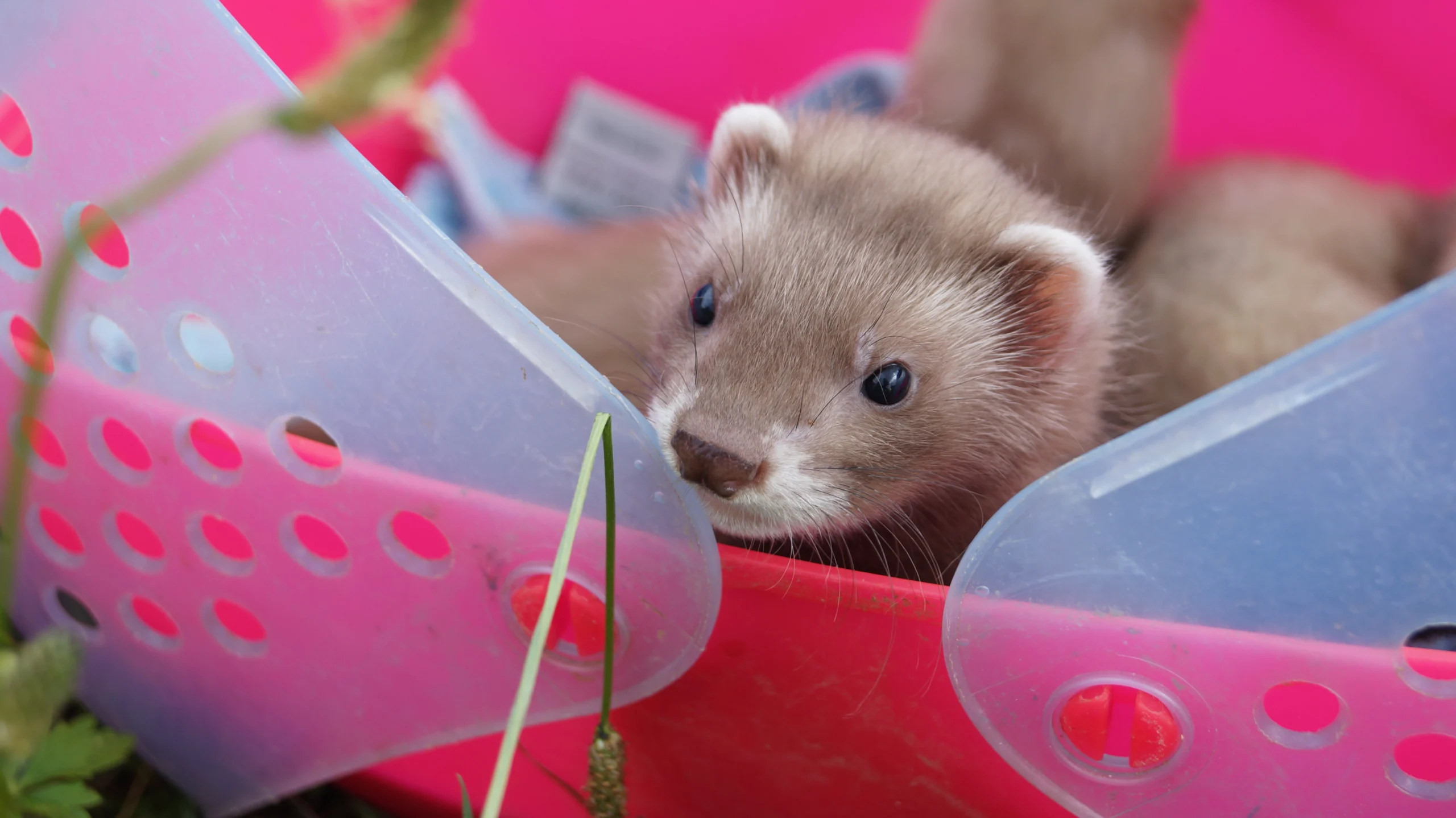 Lara Mirnik Ferrets